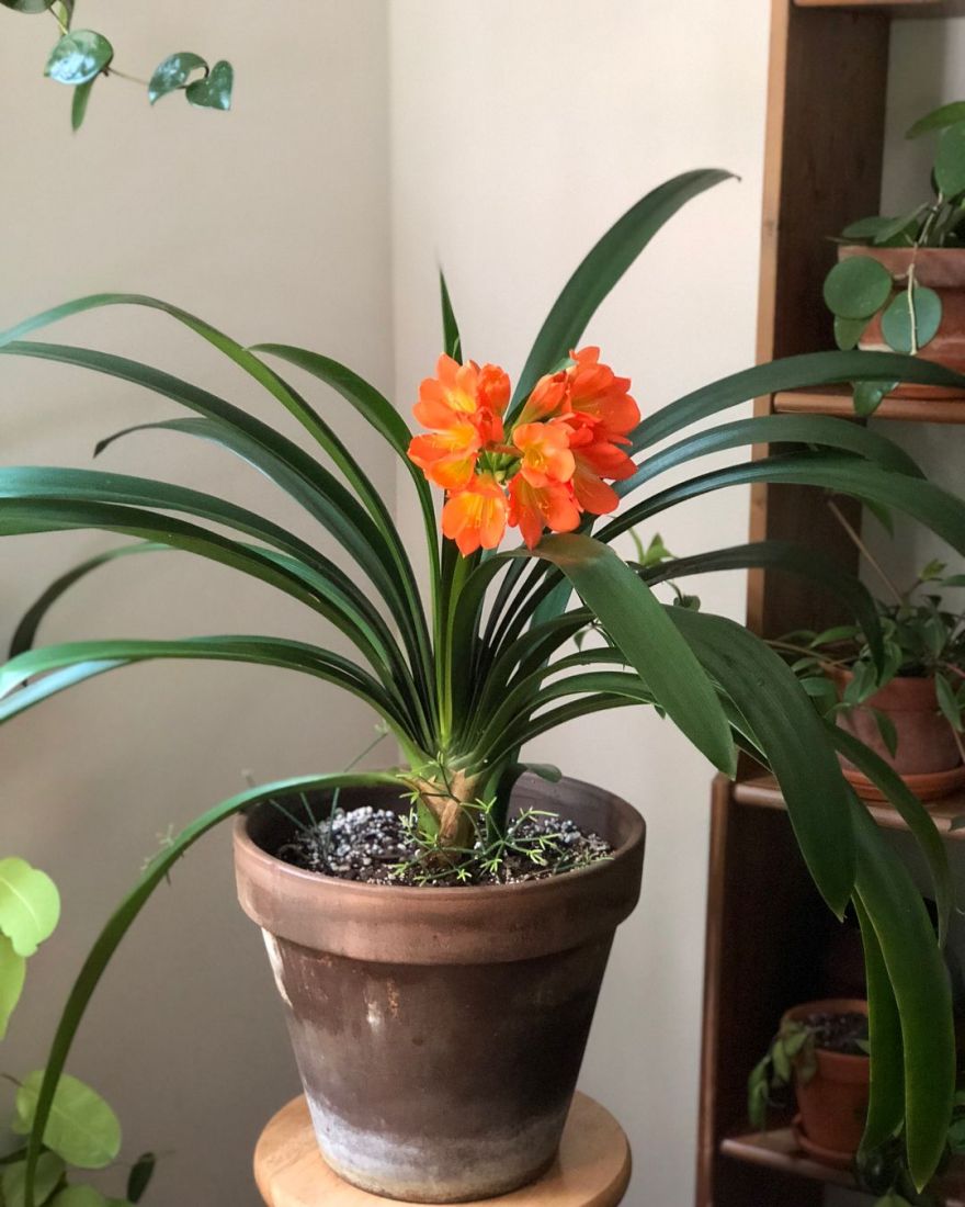 Người mệnh Thổ nên trồng cây gì trong nhà để xua đuổi tà khí, rước đón tài lộc?- Ảnh 5. Người mệnh Thổ nên trồng cây gì trong nhà để xua đuổi tà khí, rước đón tài lộc?- Ảnh 5.