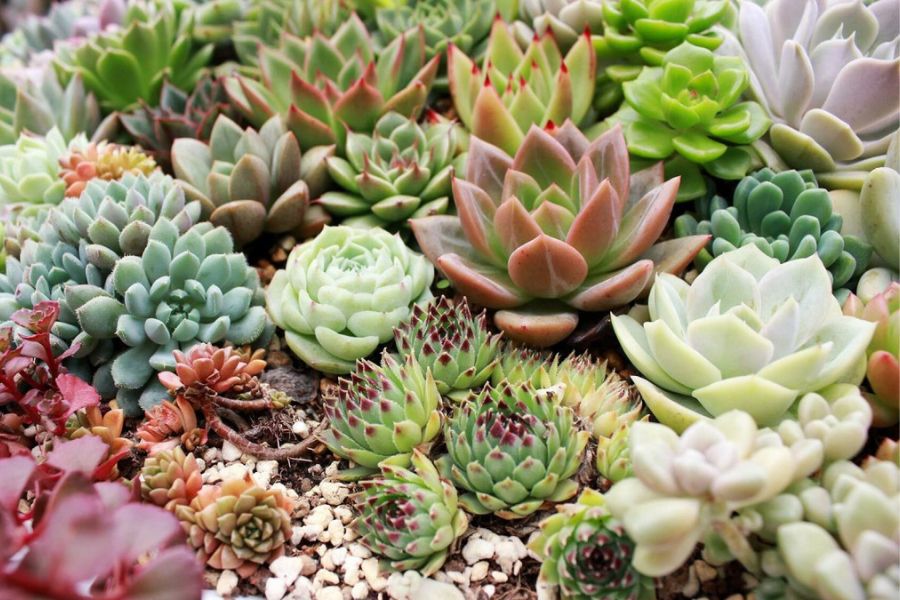 15 cây phong thủy hợp mệnh Mộc giúp gia chủ hút tài lộc, vượng khí- Ảnh 17.