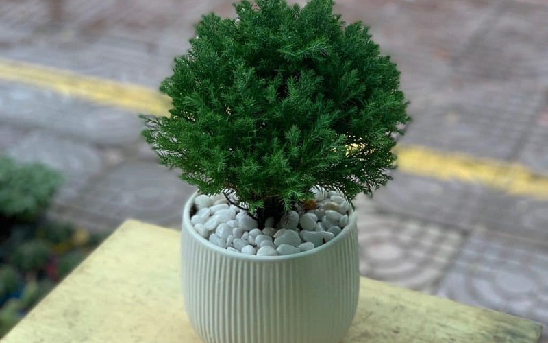 15 cây phong thủy hợp mệnh Mộc giúp gia chủ hút tài lộc, vượng khí- Ảnh 15.