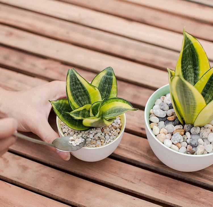 Người mệnh Thổ nên trồng cây gì trong nhà để xua đuổi tà khí, rước đón tài lộc?- Ảnh 2. Người mệnh Thổ nên trồng cây gì trong nhà để xua đuổi tà khí, rước đón tài lộc?- Ảnh 2.