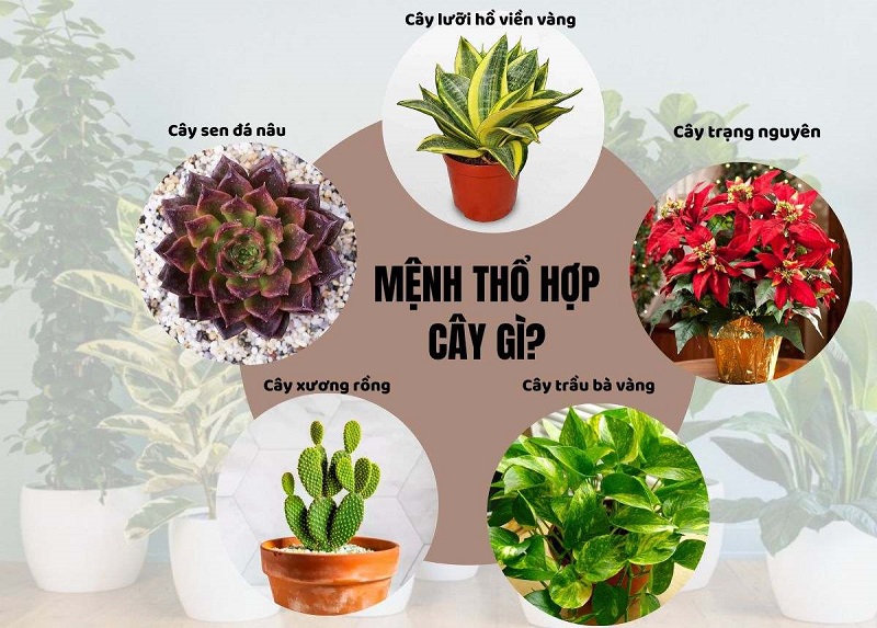 Người mệnh Thổ nên trồng cây gì trong nhà để xua đuổi tà khí, rước đón tài lộc?- Ảnh 1. Người mệnh Thổ nên trồng cây gì trong nhà để xua đuổi tà khí, rước đón tài lộc?- Ảnh 1.