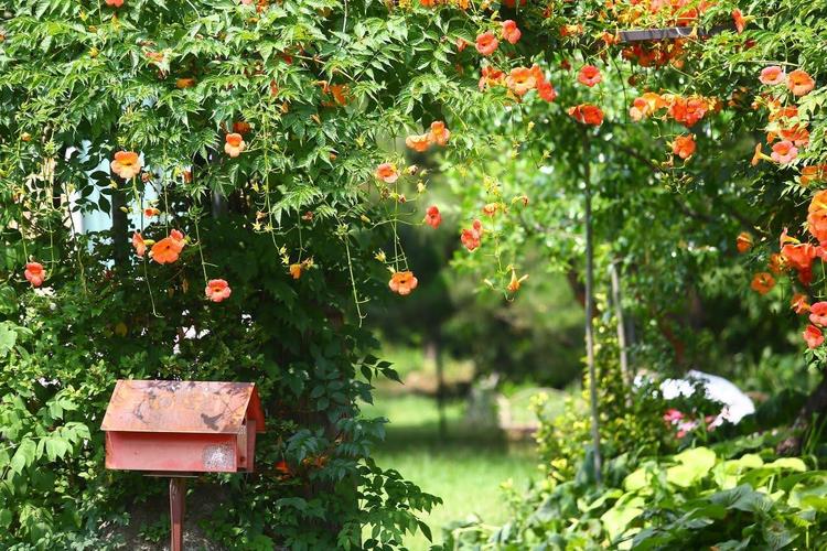 7 mẫu giàn hoa leo trước cổng đẹp, sang trọng được ưa chuộng- Ảnh 16. 7 mẫu giàn hoa leo trước cổng đẹp, sang trọng được ưa chuộng- Ảnh 16.