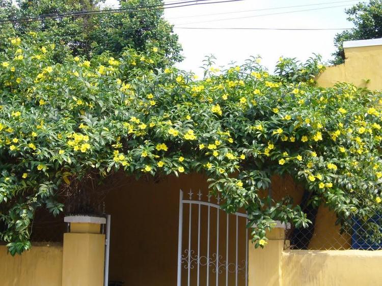 7 mẫu giàn hoa leo trước cổng đẹp, sang trọng được ưa chuộng- Ảnh 15. 7 mẫu giàn hoa leo trước cổng đẹp, sang trọng được ưa chuộng- Ảnh 15.
