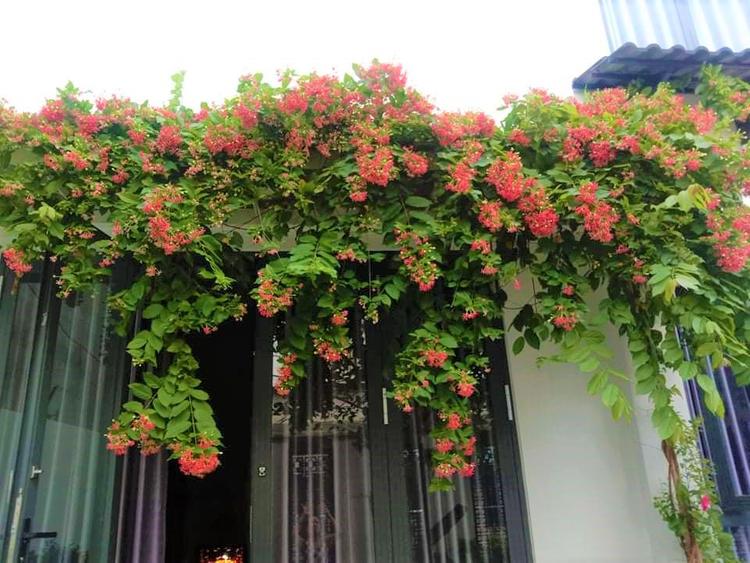 7 mẫu giàn hoa leo trước cổng đẹp, sang trọng được ưa chuộng- Ảnh 8. 7 mẫu giàn hoa leo trước cổng đẹp, sang trọng được ưa chuộng- Ảnh 8.