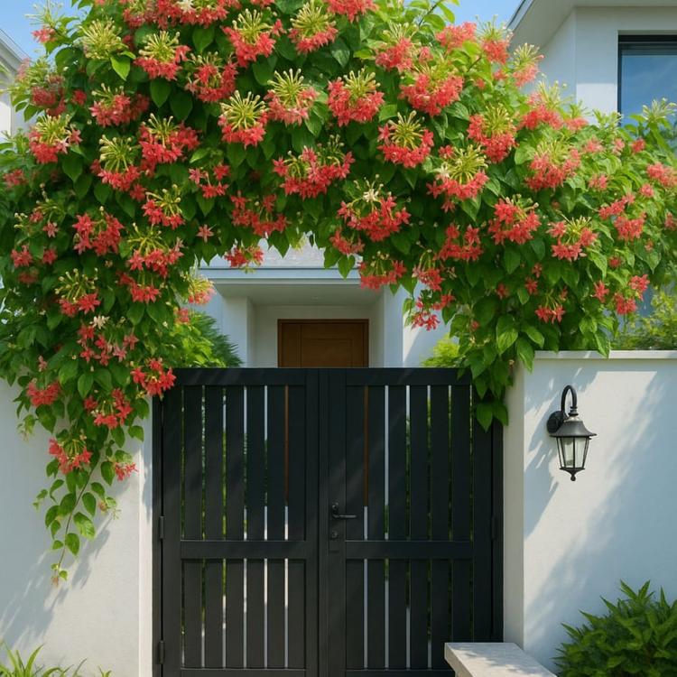 7 mẫu giàn hoa leo trước cổng đẹp, sang trọng được ưa chuộng- Ảnh 9. 7 mẫu giàn hoa leo trước cổng đẹp, sang trọng được ưa chuộng- Ảnh 9.