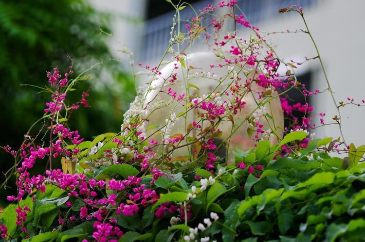 7 mẫu giàn hoa leo trước cổng đẹp, sang trọng được ưa chuộng- Ảnh 11. 7 mẫu giàn hoa leo trước cổng đẹp, sang trọng được ưa chuộng- Ảnh 11.