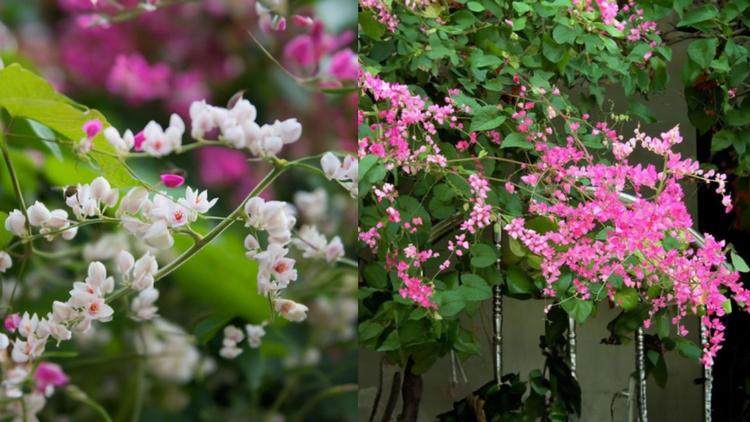 7 mẫu giàn hoa leo trước cổng đẹp, sang trọng được ưa chuộng- Ảnh 12. 7 mẫu giàn hoa leo trước cổng đẹp, sang trọng được ưa chuộng- Ảnh 12.