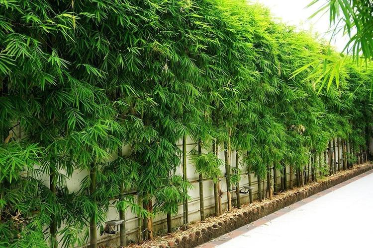 Gợi ý trang trí tường ngoài trời đẹp, độc đáo cho ngôi nhà thêm ấn tượng- Ảnh 11. Gợi ý trang trí tường ngoài trời đẹp, độc đáo cho ngôi nhà thêm ấn tượng- Ảnh 11.