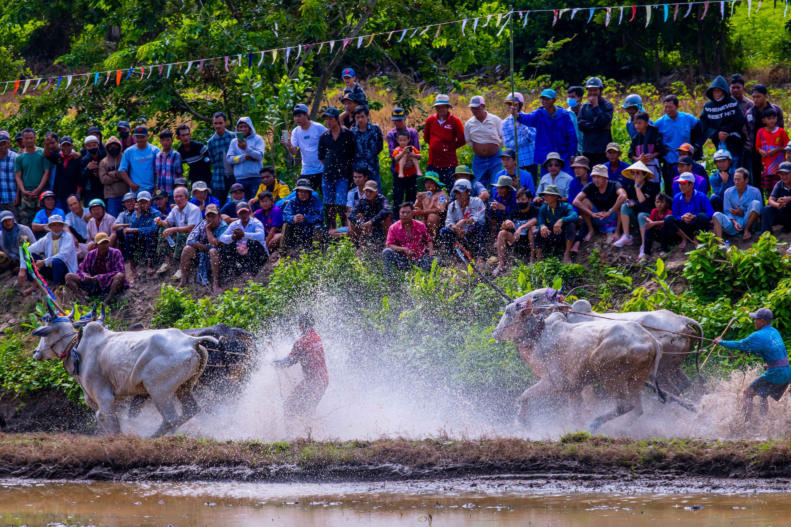 Photo Travel: Đua bò chùa Rô, khi ruộng đồng hóa đường đua sôi động