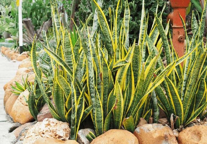 Cây lưỡi hổ hợp mệnh gì? Bí quyết chọn cây phong thủy hút tài lộc- Ảnh 1.