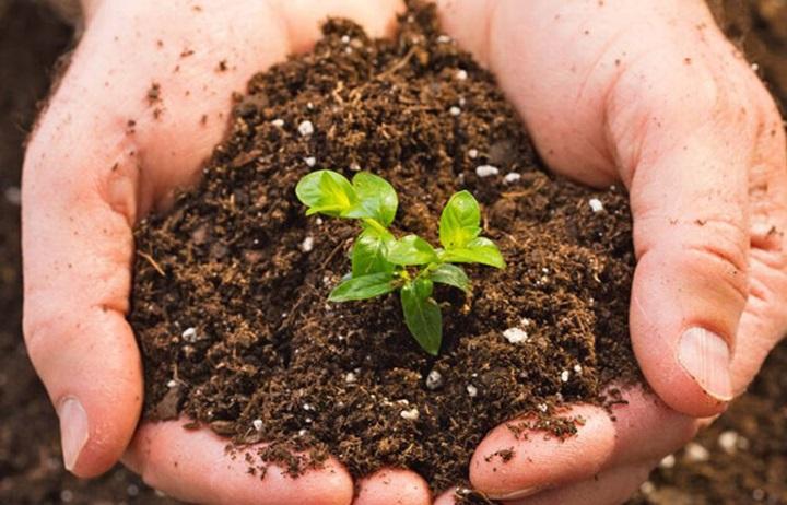 Cây lưỡi hổ hợp mệnh gì? Bí quyết chọn cây phong thủy hút tài lộc- Ảnh 2.
