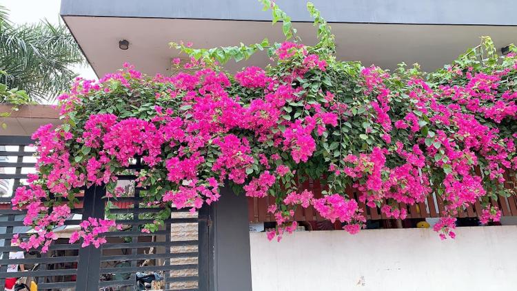 Bí quyết thiết kế giàn hoa leo trước nhà: vừa đẹp vừa hợp phong thủy- Ảnh 4.