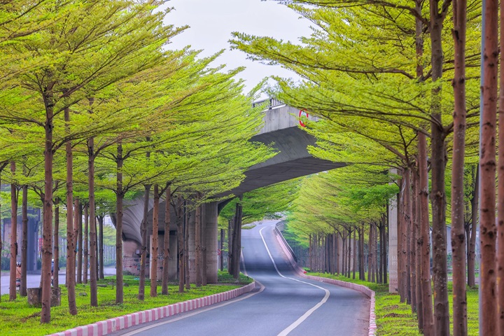 Mệnh Mộc nên trồng cây gì trước nhà để thu hút tài lộc?- Ảnh 2. Mệnh Mộc nên trồng cây gì trước nhà để thu hút tài lộc?- Ảnh 2.