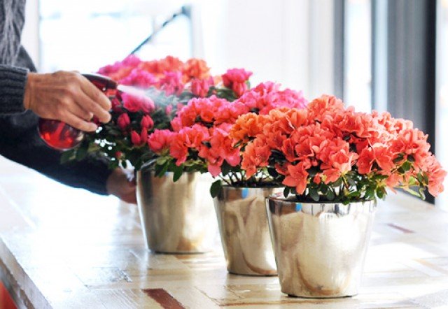 Hoa đỗ quyên hợp mệnh gì? Ý nghĩa của hoa đỗ quyên trong phong thuỷ- Ảnh 2.