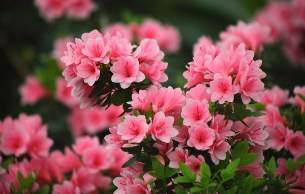 Hoa đỗ quyên hợp mệnh gì? Ý nghĩa của hoa đỗ quyên trong phong thuỷ- Ảnh 1.