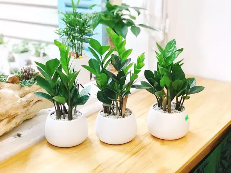 Nữ mệnh Kim trồng cây gì trong nhà vừa dễ chăm vừa tăng tài vận?- Ảnh 3. Nữ mệnh Kim trồng cây gì trong nhà vừa dễ chăm vừa tăng tài vận?- Ảnh 3.