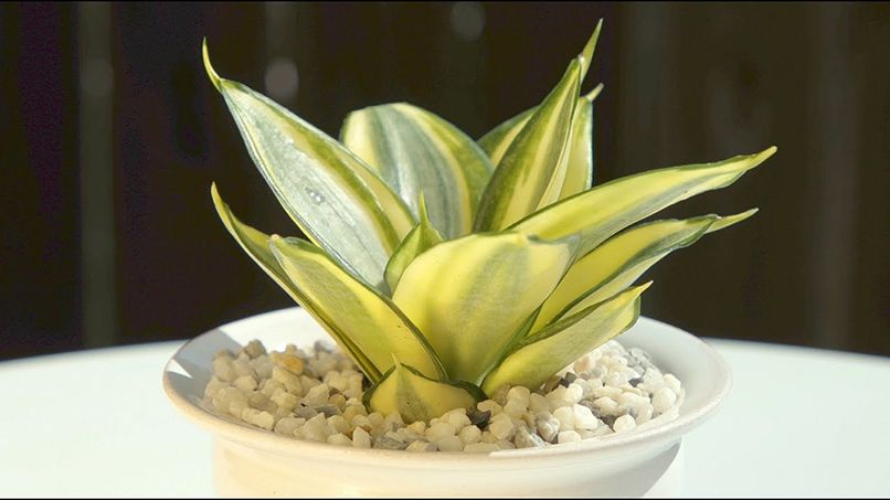Nữ mệnh Kim trồng cây gì trong nhà vừa dễ chăm vừa tăng tài vận?- Ảnh 6. Nữ mệnh Kim trồng cây gì trong nhà vừa dễ chăm vừa tăng tài vận?- Ảnh 6.
