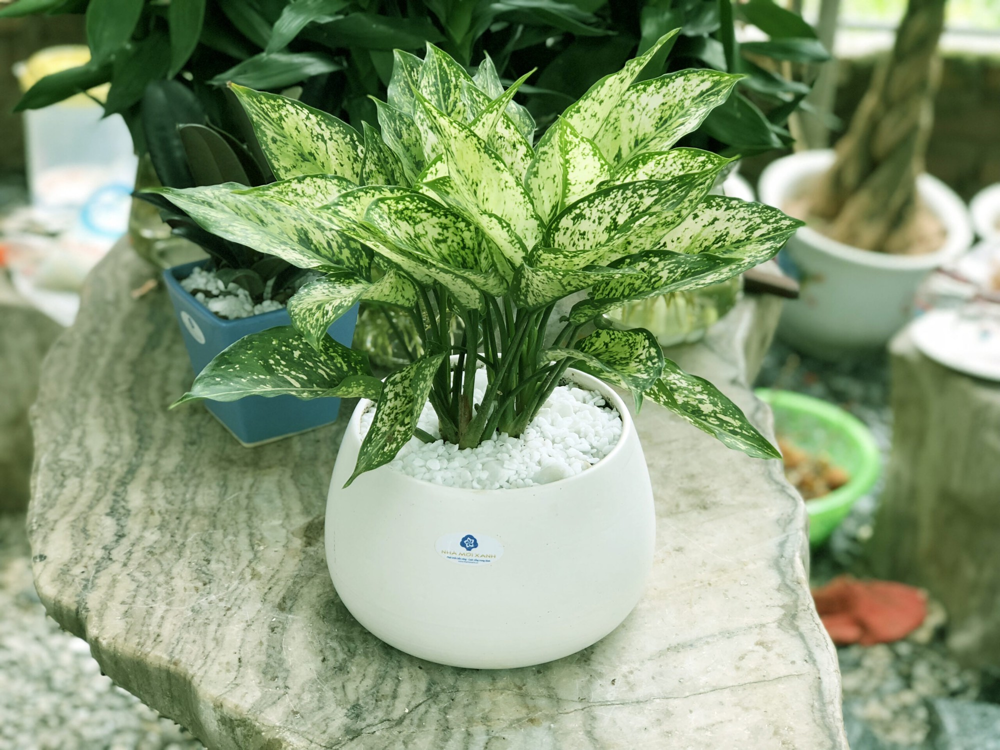 Nữ mệnh Kim trồng cây gì trong nhà vừa dễ chăm vừa tăng tài vận?- Ảnh 4. Nữ mệnh Kim trồng cây gì trong nhà vừa dễ chăm vừa tăng tài vận?- Ảnh 4.