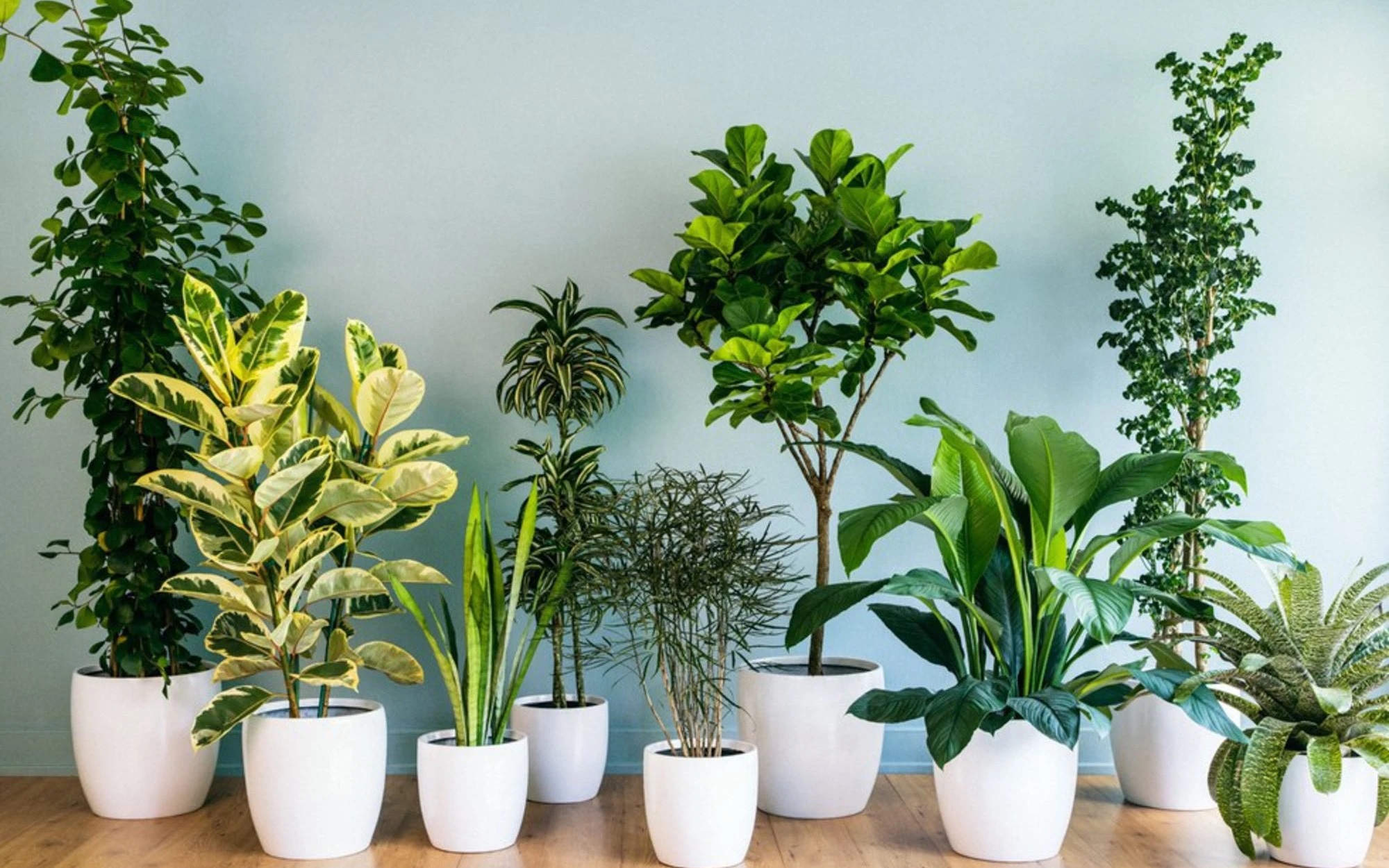 Nữ mệnh Kim trồng cây gì trong nhà vừa dễ chăm vừa tăng tài vận?- Ảnh 2. Nữ mệnh Kim trồng cây gì trong nhà vừa dễ chăm vừa tăng tài vận?- Ảnh 2.