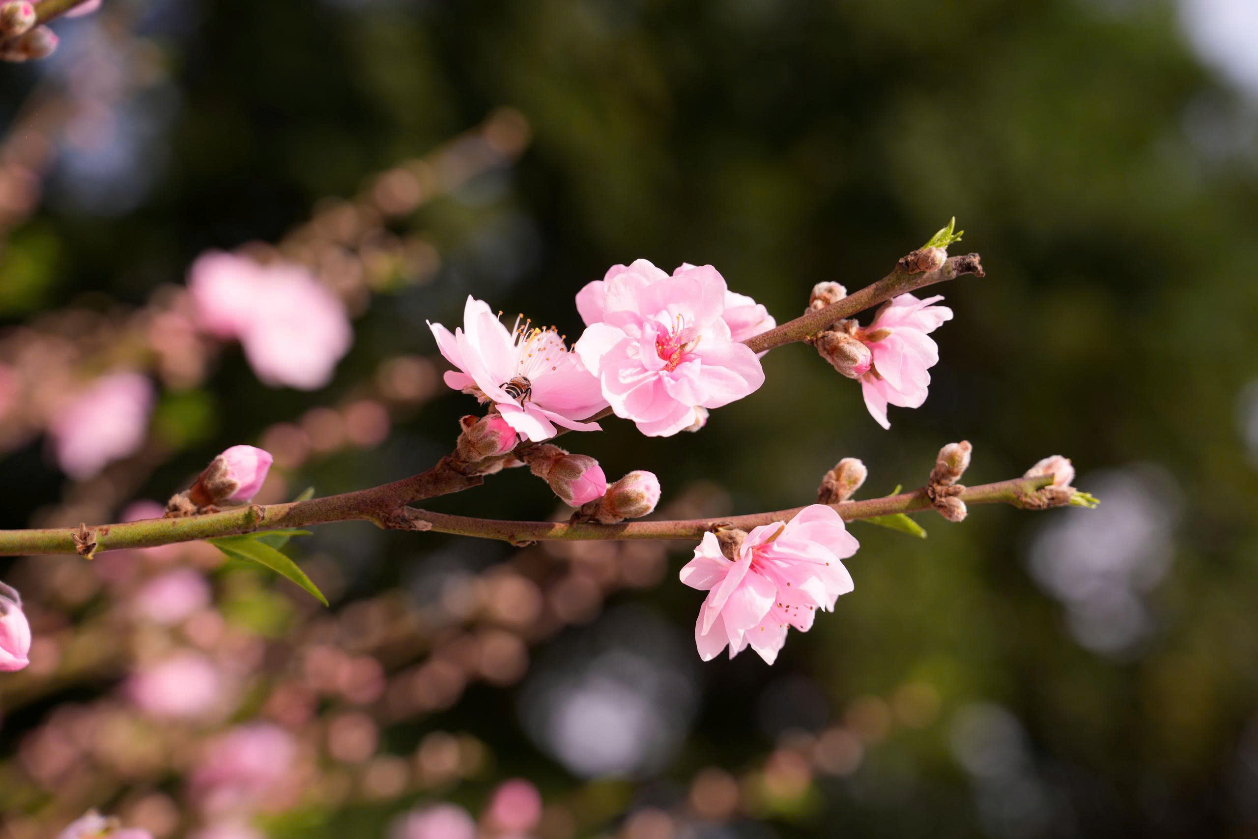 Nghe dịch chuyển giữa mùa xuân mới