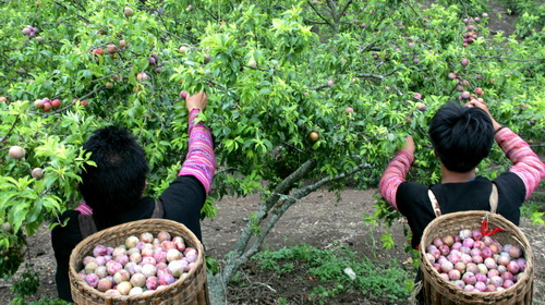 Đến Mộc Châu vào thời điểm này du khách sẽ thưởng thức những trái đào, trái mận đầu mùa