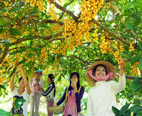 Về miền Tây Nam Bộ, tạm rời xa những ồn ào hối hả của cuộc sống, du khách sẽ được trở về miền quê dân dã với vườn cây trái xum xuê trĩu quả