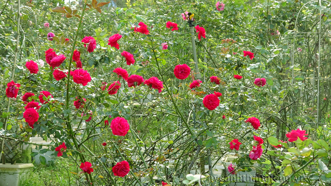 Trong khu vườn rộng khoảng 10.000 m2 có các giống hoa hồng đủ màu sắc từ đỏ, hồng, cam, vàng, trắng...