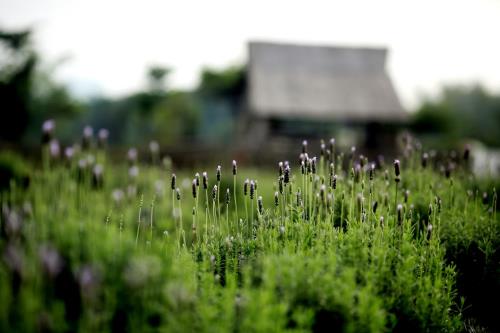 Hoa oải ương (lavender) vốn được biết tới từ lâu với hình ảnh những cánh đồng tím ruộm miền Địa Trung Hải.