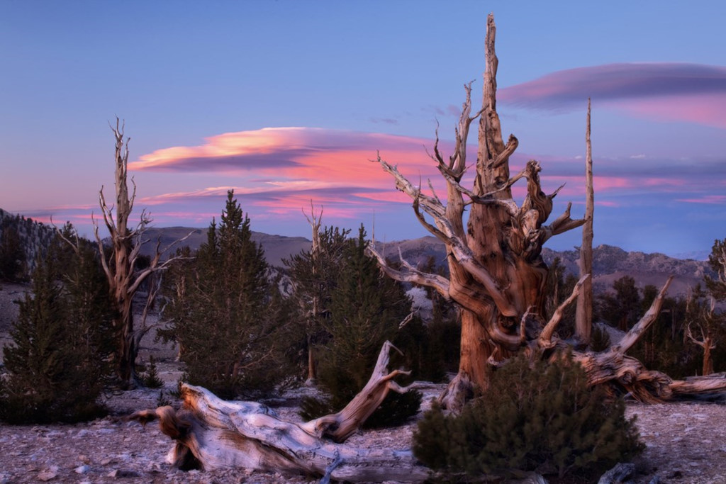 Rừng thông Bristlecone