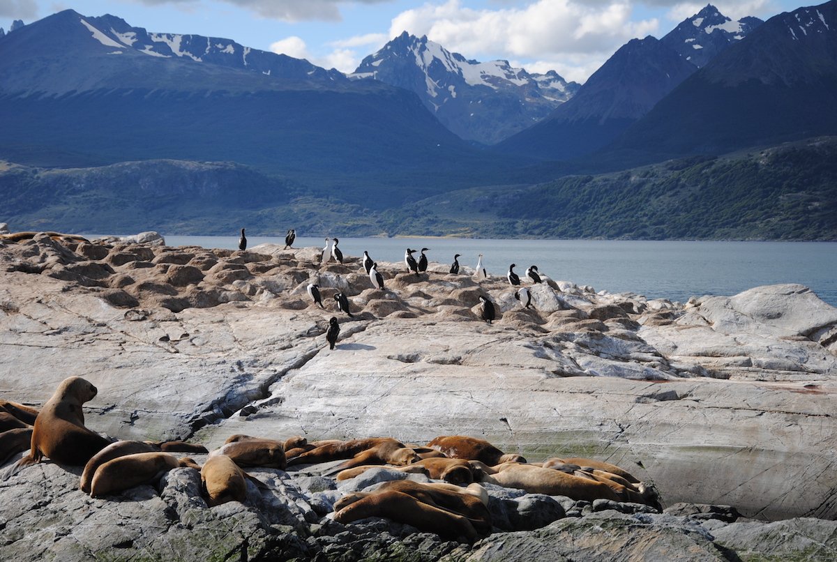 Khám phá cuộc sống của động vật hoang dã trên quần đảo hẻo lánh Terra do Fogo ở Chile.