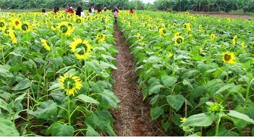 Hoa hướng dương có tên tiếng anh là Sun Flower