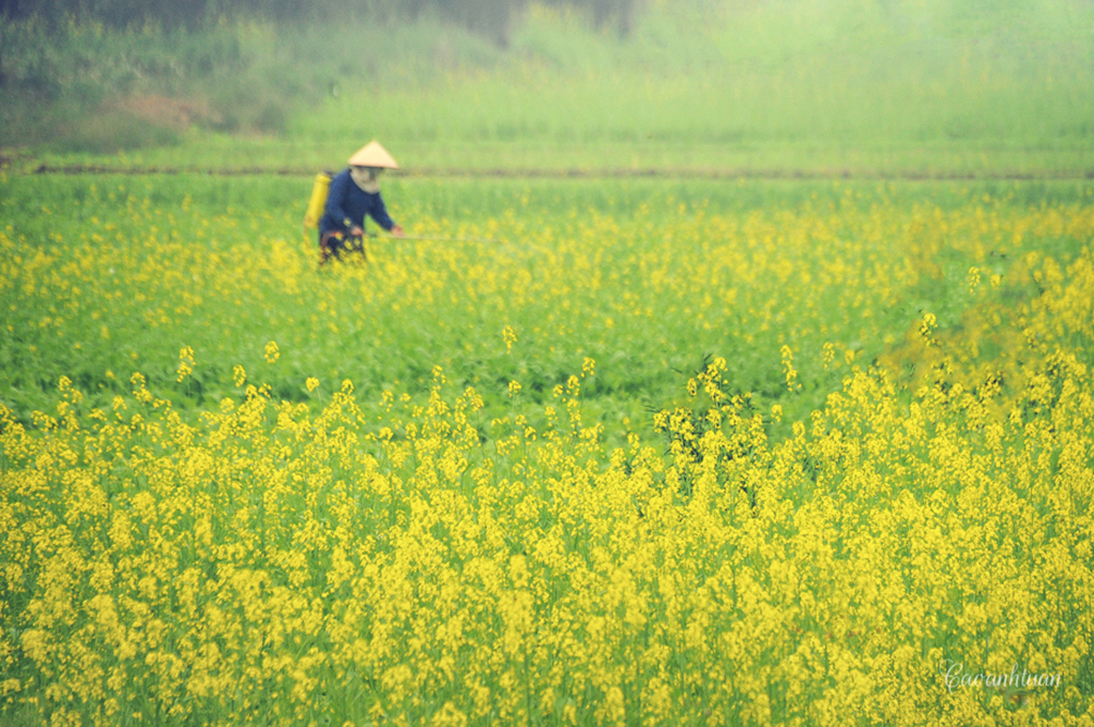 Vườn cải ở Keo