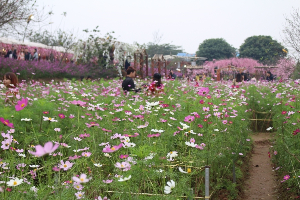 Nên hoa cầu xin Chúa giúp đỡ