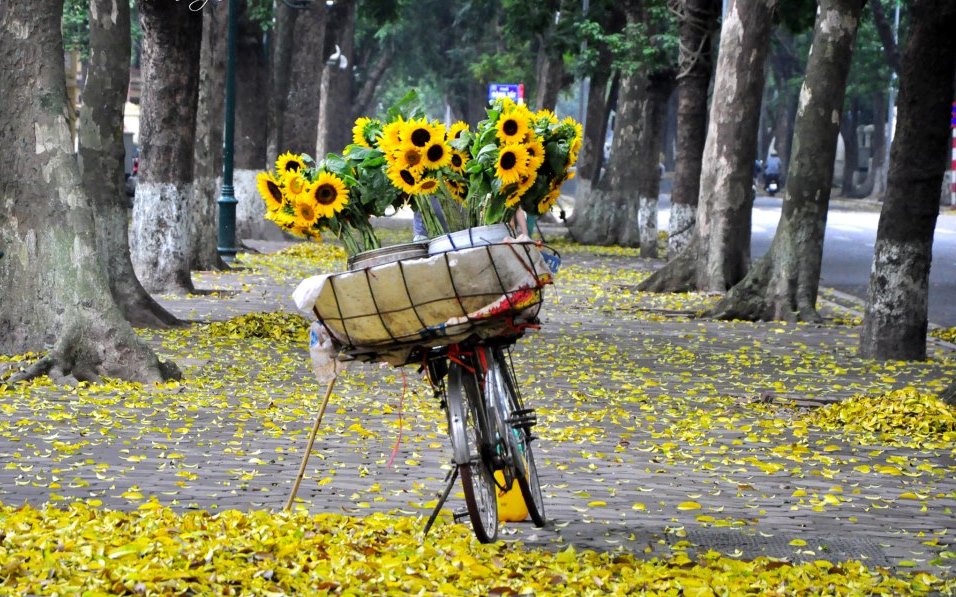 Káº¿t quáº£ hÃ¬nh áº£nh cho ha noi mua thu