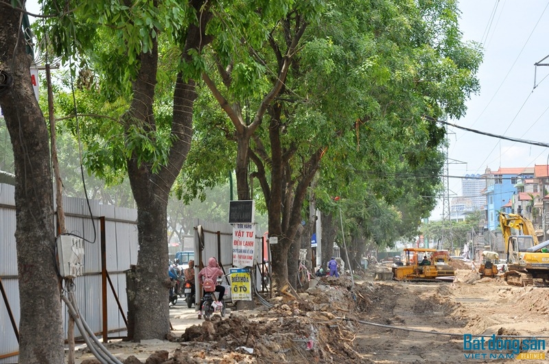 Còn tại đường Phạm Văn Đồng, tình trạng cũng diễn ra tương tự khi cả hàng xà cừ hơn 1.000 cây phải chặt hạ, đánh chuyển để nhường chỗ cho việc mở rộng đường.