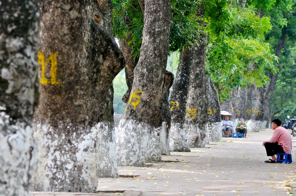 Đây không chỉ là hàng cây tạo bóng mát mà còn là lá phổi xanh giúp điều tiết không khí cả khu vực Kim Mã rộng lớn.