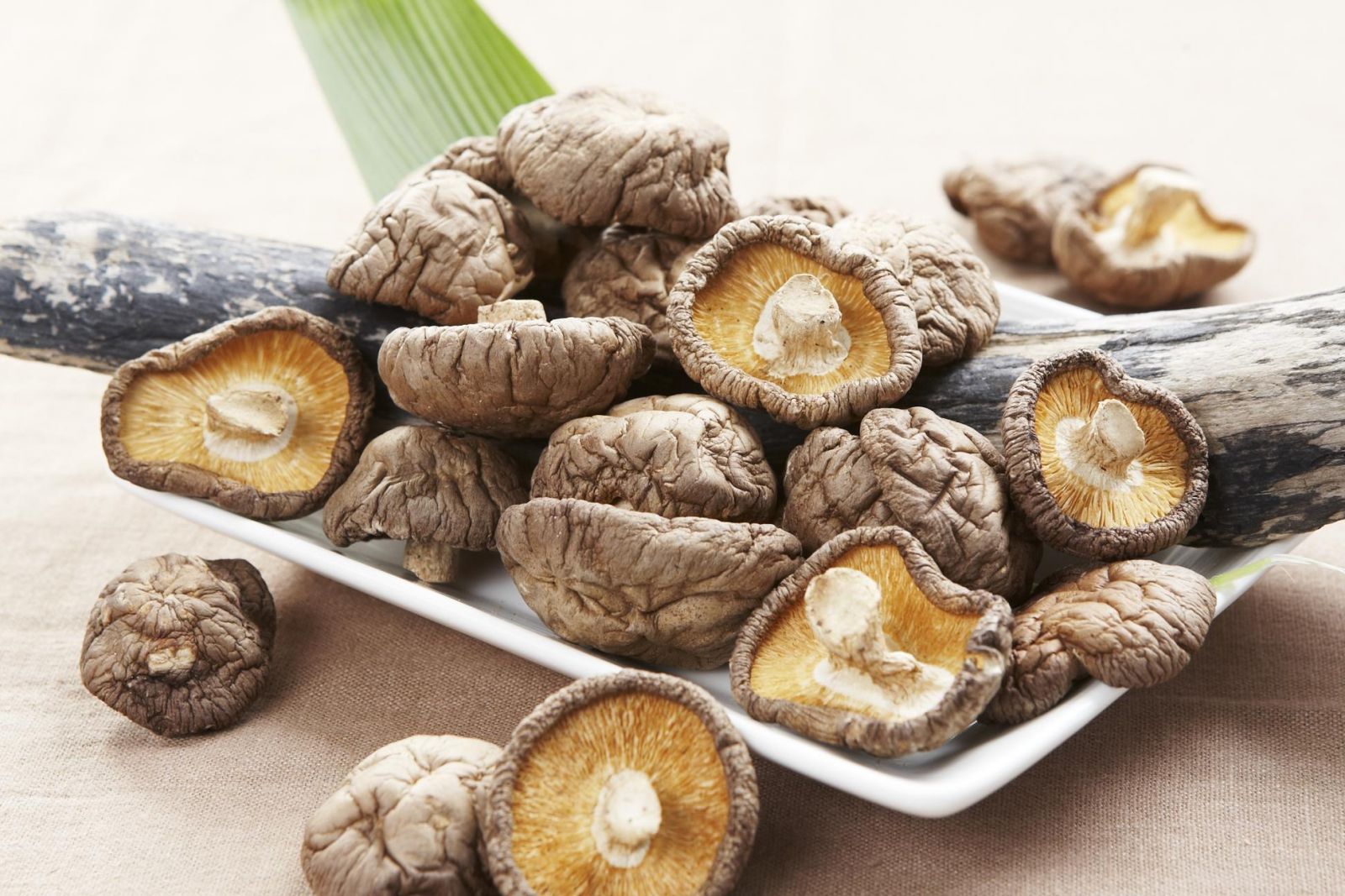 Nấm hương đã được dùng làm thuốc từ xa xưa