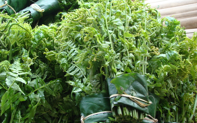 Rau dương xỉ còn được gọi là rau dớn