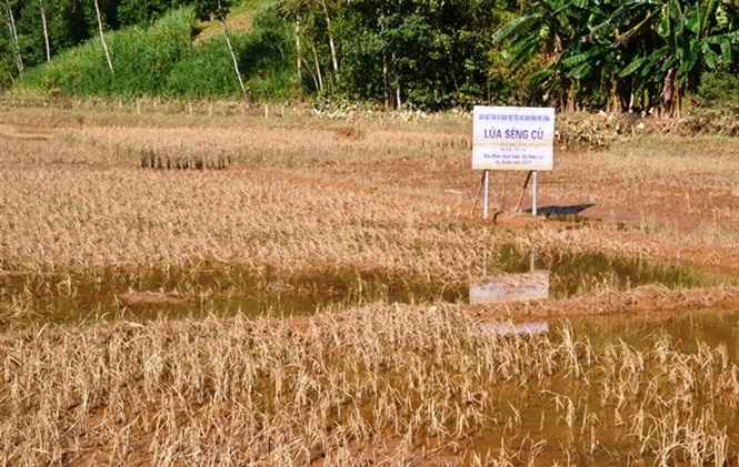 Diện tích lúa đặc sản Séng Cù gần như hỏng hoàn toàn sau 1 tuần bị ngập úng