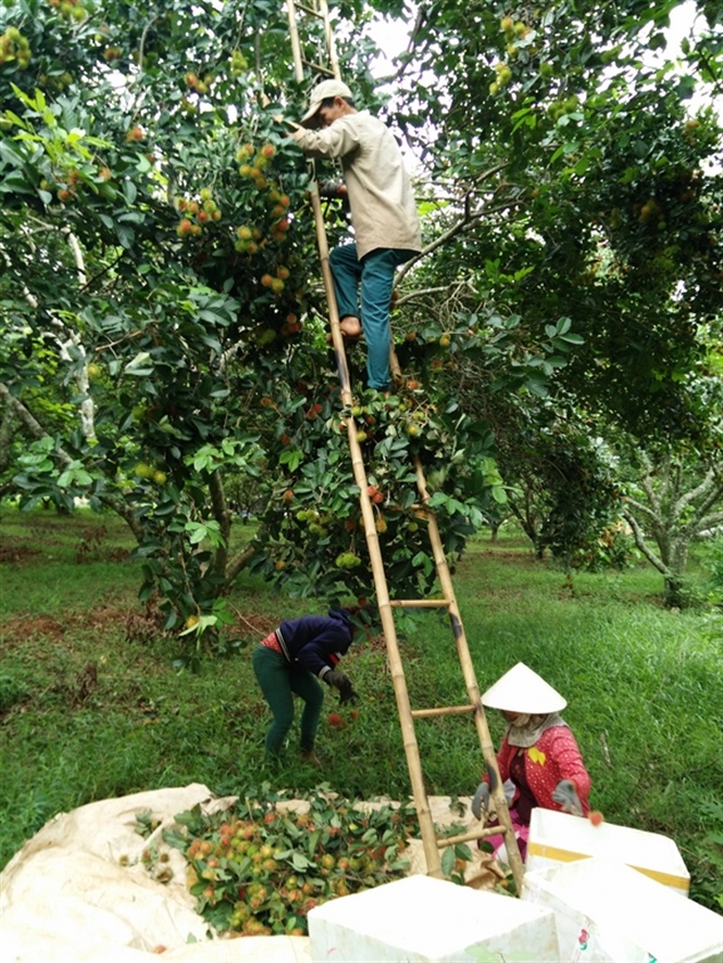 Nhà vườn thu hoạch chôm chôm