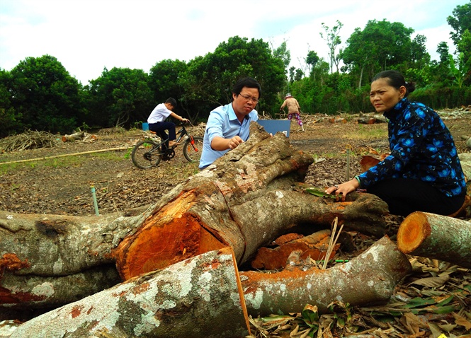 Nhiều diện tích chôm chôm nhãn và java đang bị nhà vườn đốn bỏ để chuyển sang trồng chôm chôm Thái