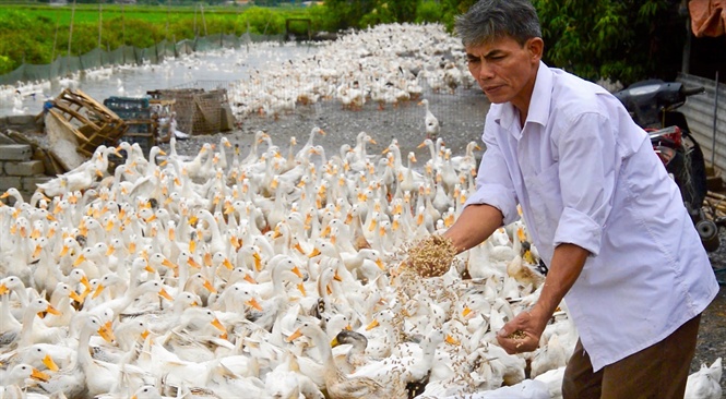 Ông Hậu với đàn vịt hậu bị