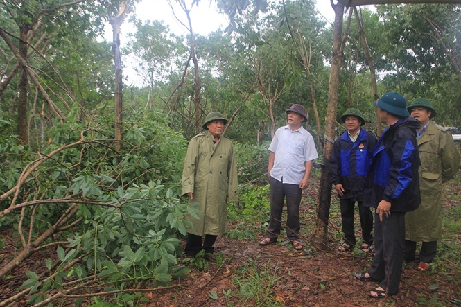 Phó Chủ tịch UBND tỉnh Hà Sỹ Đồng( bên trái) kiểm tra vườn cao su bị gãy đổ ở huyện Vĩnh Linh