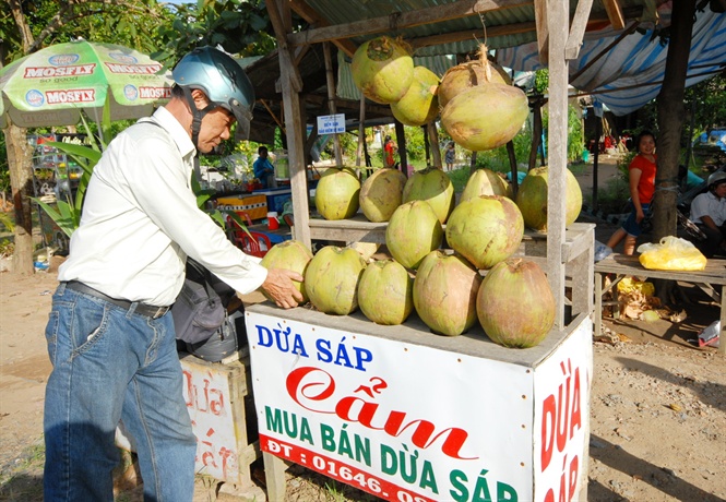 Dừa sáp tuy giá cao gấp cả chục lần dừa thường nhưng vẫn hút hàng