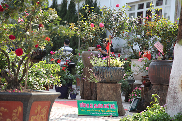 Vườn bonsai hoa hồng nghệ thuật trưng bày nhiều chậu hồng khá lớn.