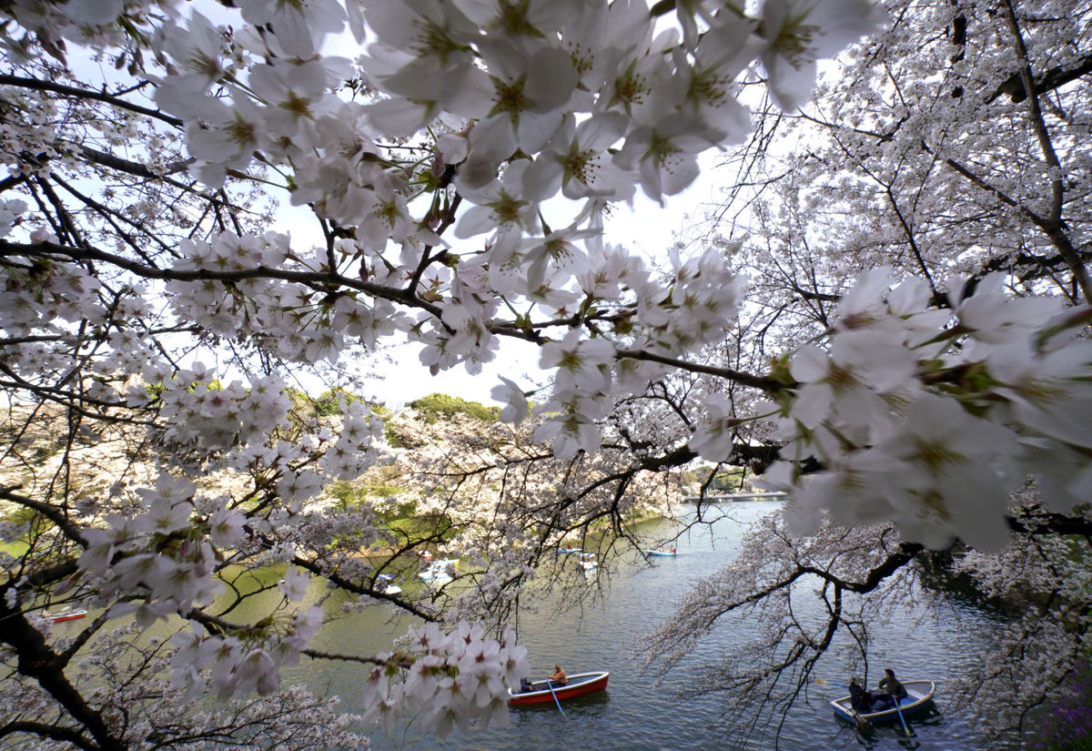 Chèo thuyền trên sông ngắm hoa anh đào là một trong những hoạt động yêu thích của người dân Nhật. (Ảnh: AP)