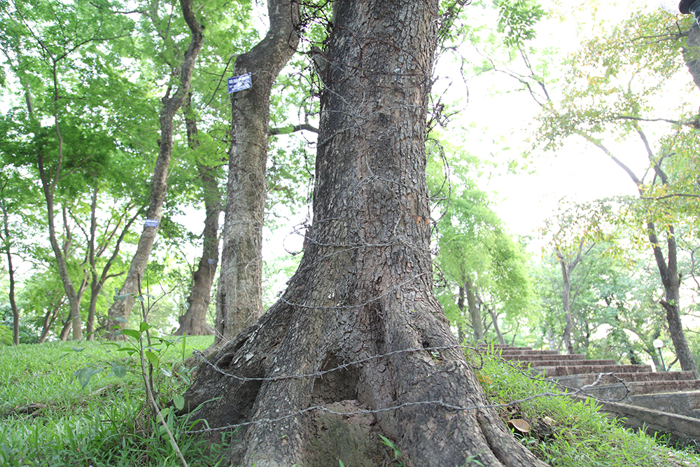 Những gốc sưa trăm tuổi trên Núi Nùng, vườn Bách Thảo, nhiều cây có đường kính lớn, một người ôm xuể.