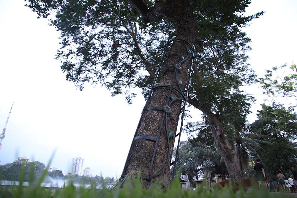 Tại công viên Thống Nhất, nơi xảy ra vụ trộm sưa, ban quản lý cẩn thận bọc cây sưa bằng những lồng sắt để tạo tính thẩm mỹ. Tuy nhiên có thể thấy, những khung sắt này đang dần bé lại trước sự phát triển của cây.