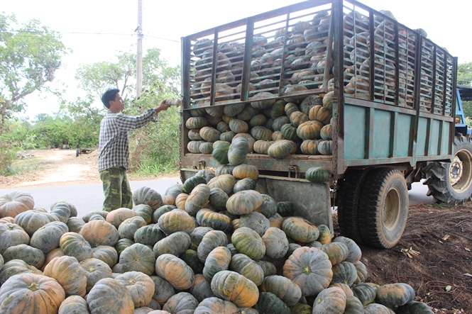 Bí đỏ đang chờ thu mua