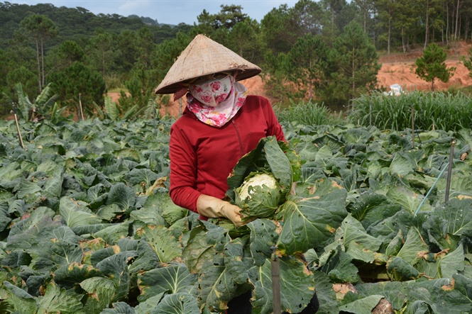 Chị Nguyễn Thị Dương bên vườn bắp cải đã già, hư hỏng nhưng thương lái vẫn chưa đến thu hoạch